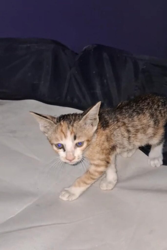 Five 35-day-old rescued kittens, two calico and three tabby, in Kalkaji, Delhi