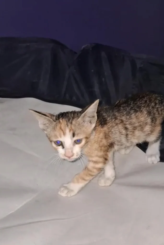 Five 35-day-old rescued kittens, two calico and three tabby, in Kalkaji, Delhi