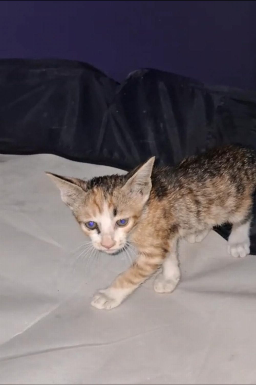Five 35-day-old kittens in Kalkaji need homes — Delhi NCR