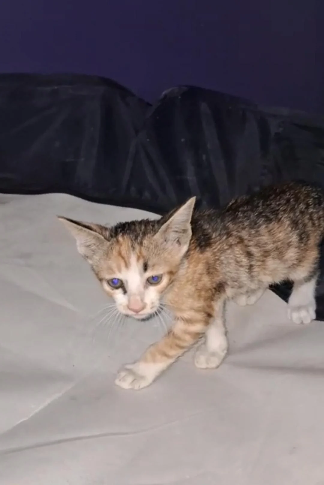 Five 35-day-old kittens in Kalkaji need homes in Delhi NCR