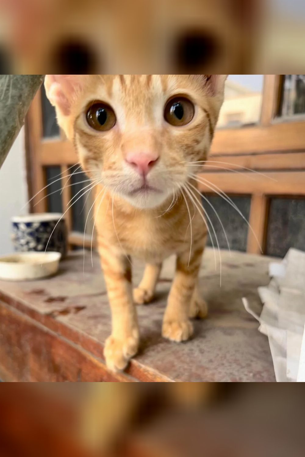 Adopt baby Kaddu, a playful kitten — Delhi NCR