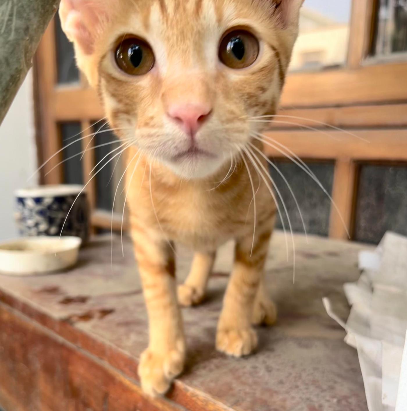 Adopt baby Kaddu, a playful kitten — Delhi NCR