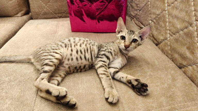 4 month old kitten for adoption!, adoptable cat in Navi Mumbai