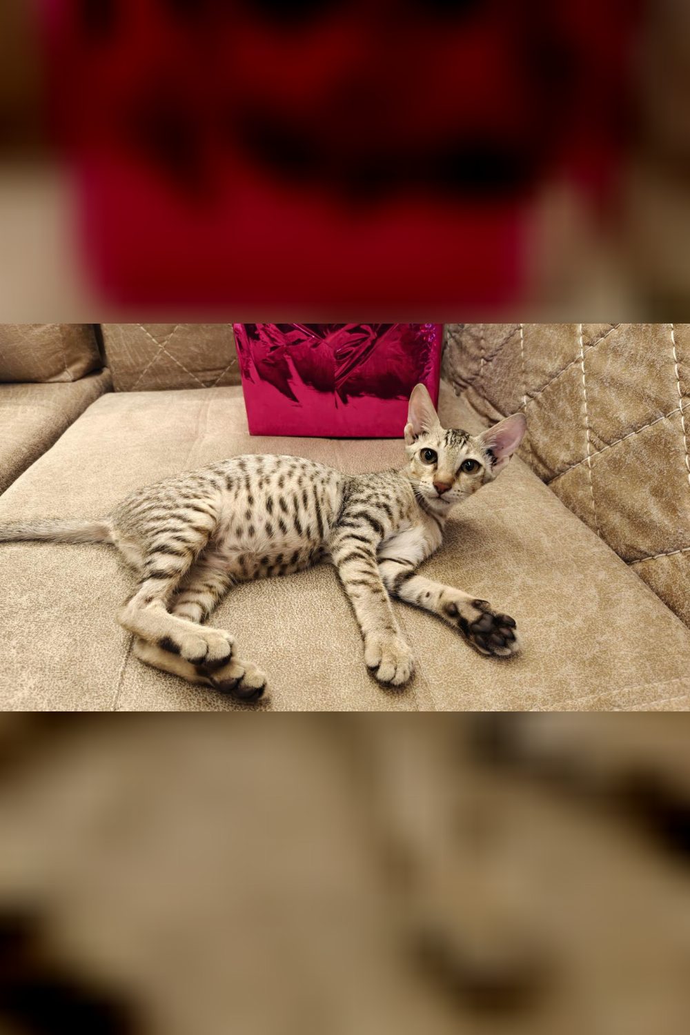4 month old kitten for adoption! — Navi Mumbai