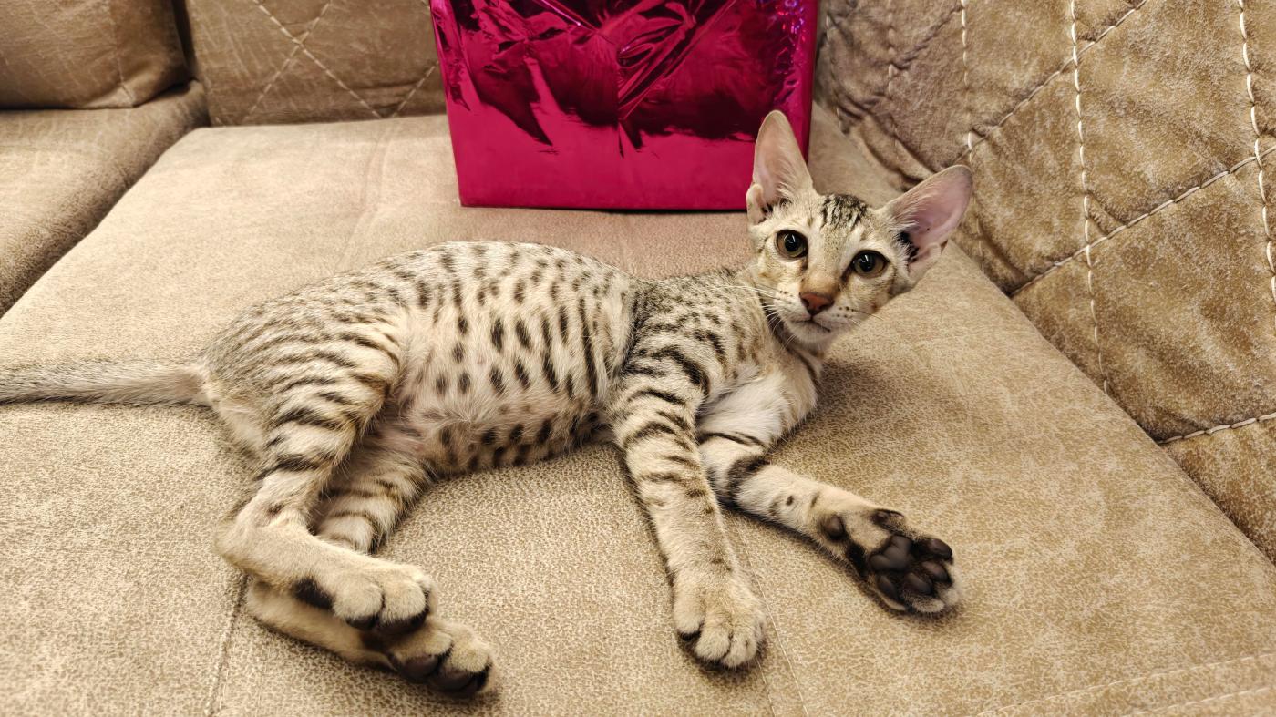 4 month old kitten for adoption! — Navi Mumbai