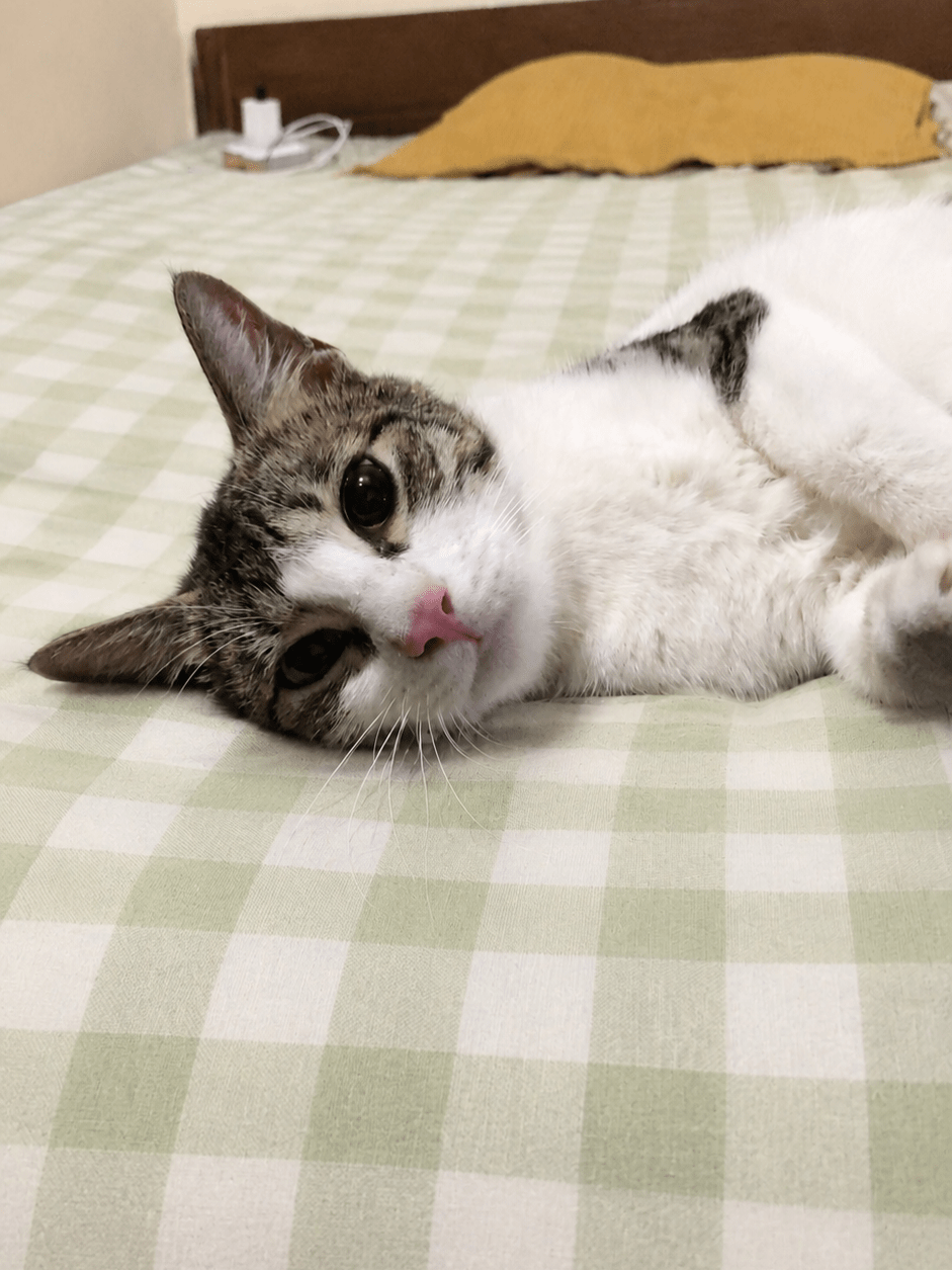 Adopt sweet little Pishu & Babbao- Delhi