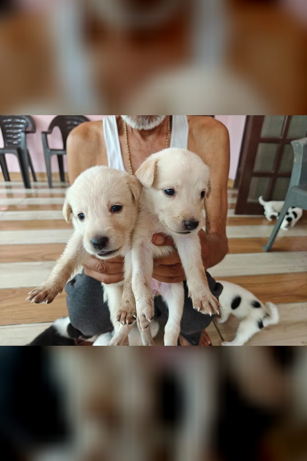 Puppies looking for homes — Haldwani