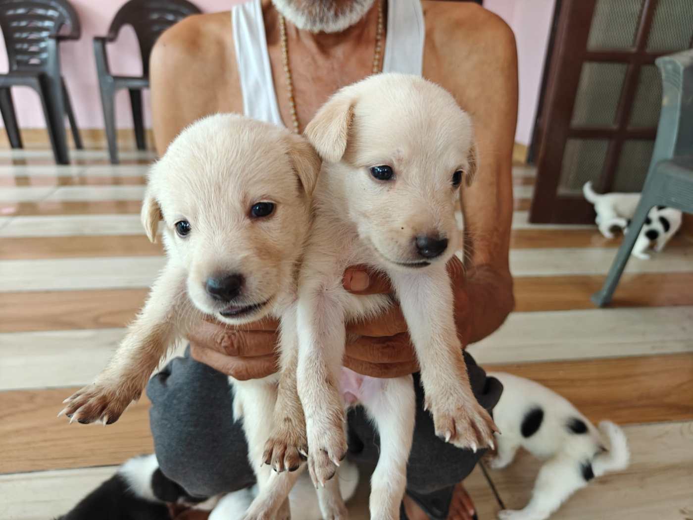Puppies looking for homes — Haldwani