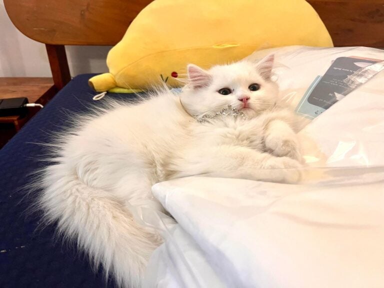 Looking to Adopt a Kitten, adoptable cat in Delhi NCR