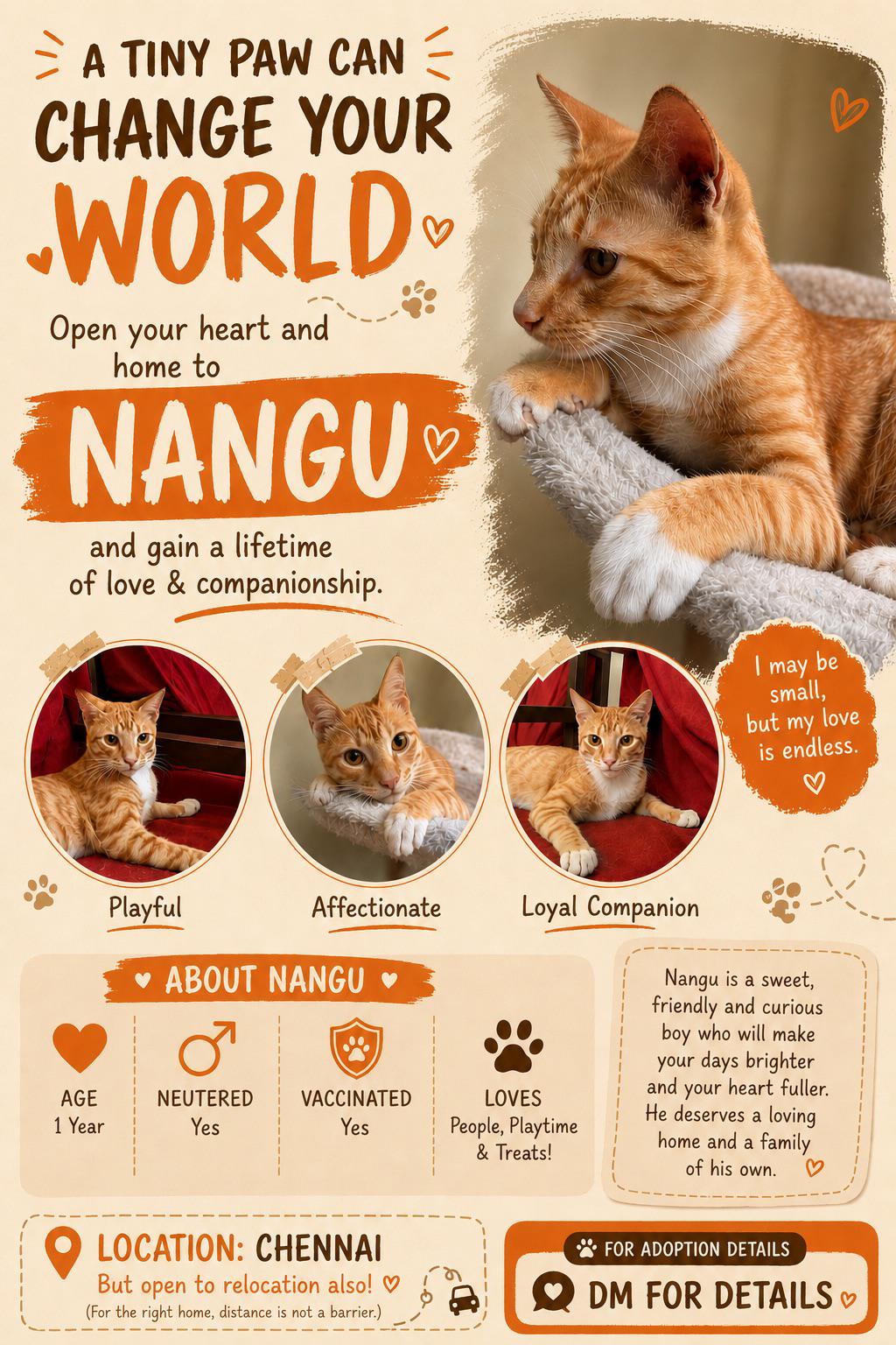 Orange cats are known for stealing hearts Nangu is ready to steal yours — Chennai