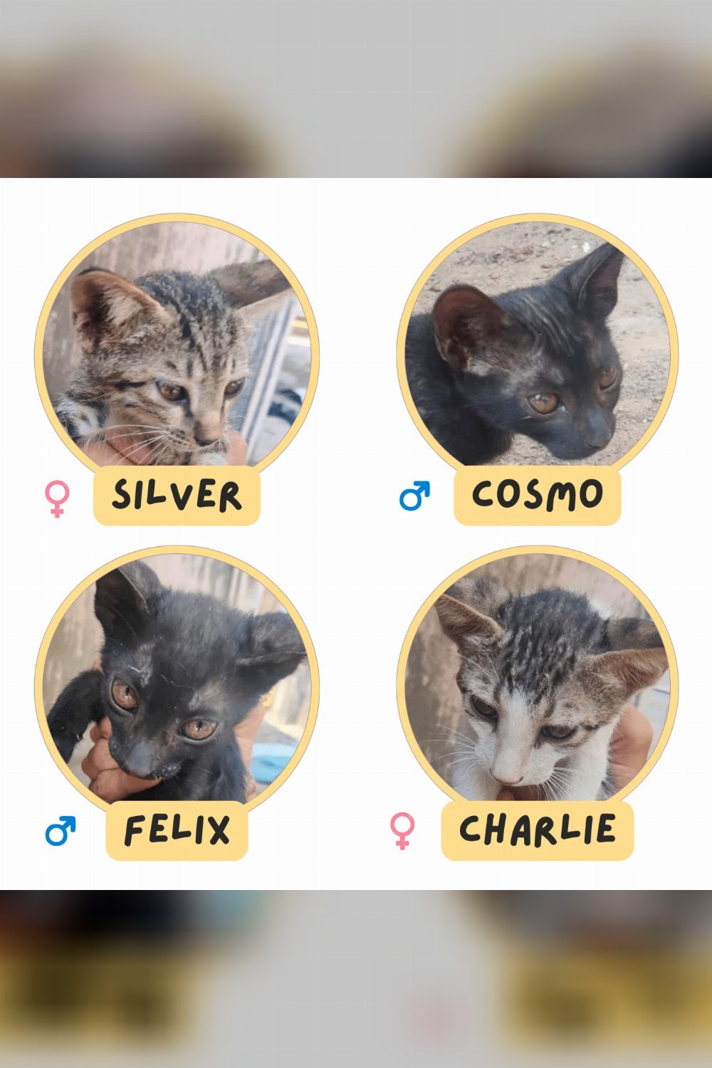 Kittens for adoption. | New Delhi