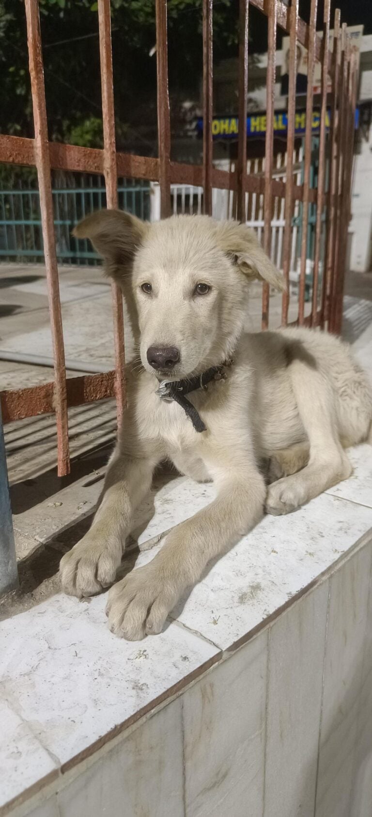 Help rocky to get a family — Delhi NCR, adoptable dog in Bathinda
