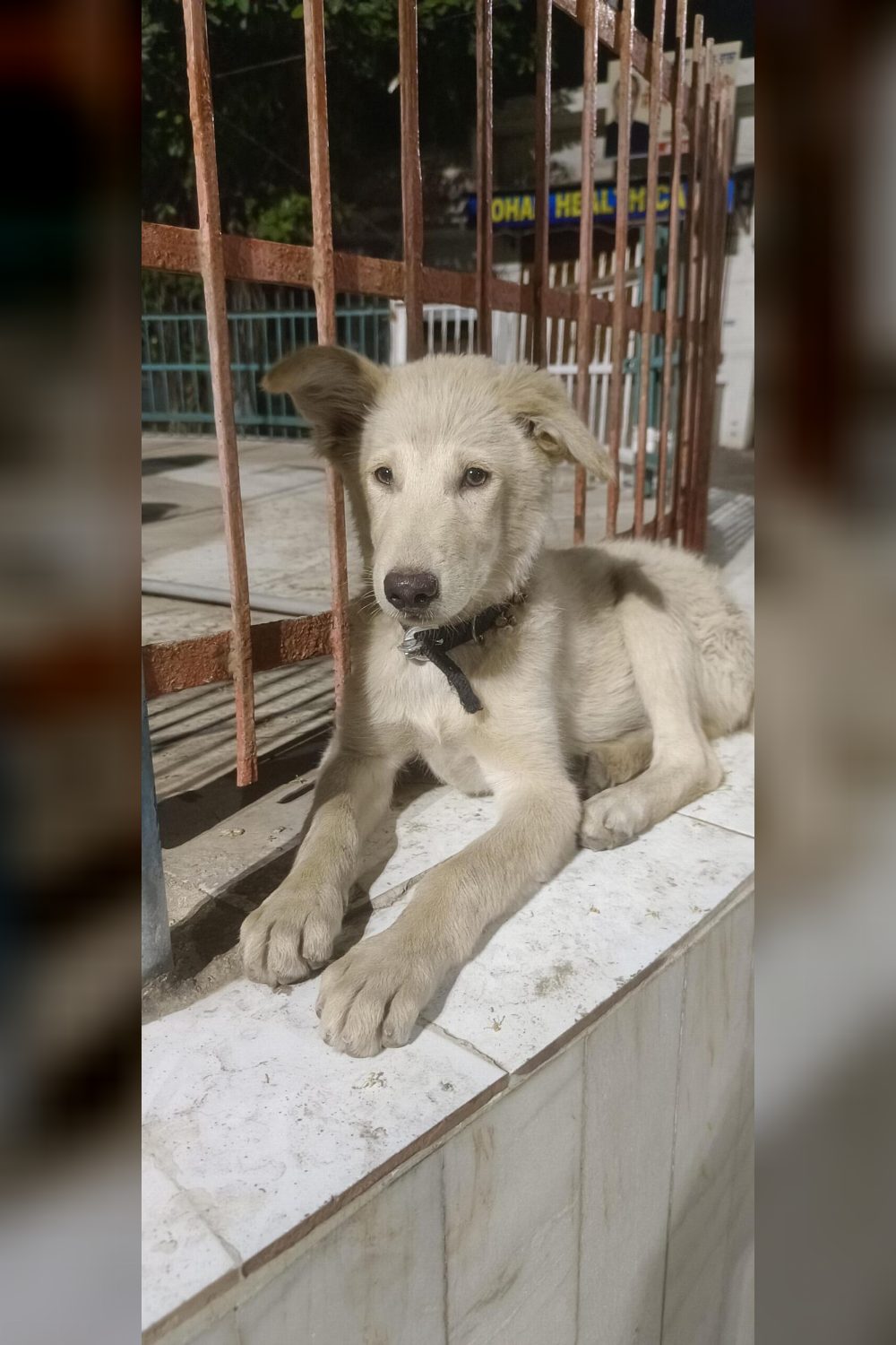 Help rocky to get a family — Bathinda