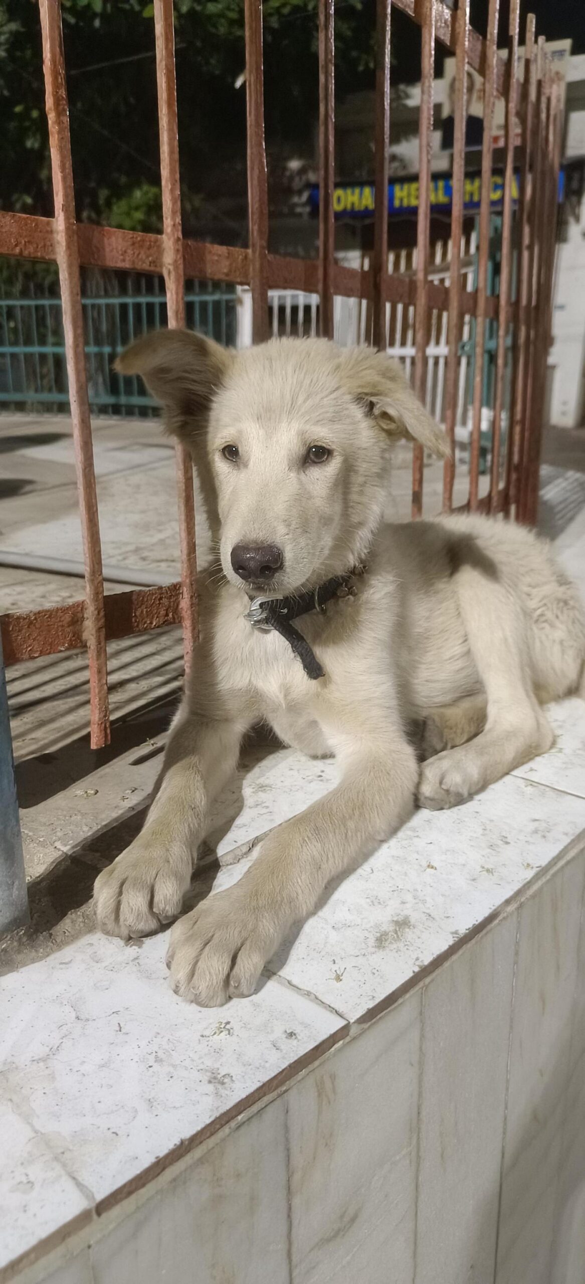 Help rocky to get a family — Bathinda