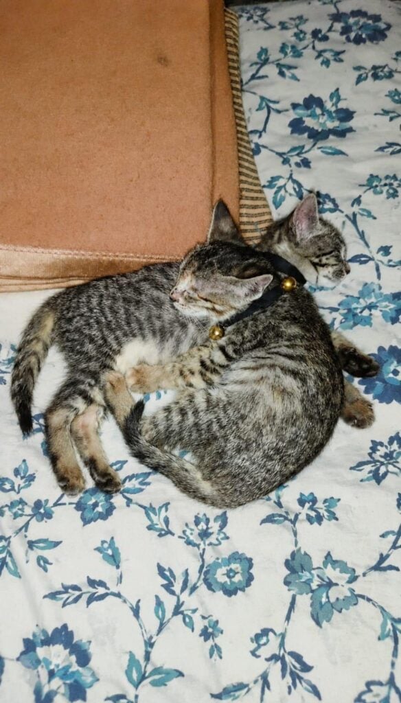 Urgent Adoption Request for 2 cute kittens, Delhi - kitten in Delhi NCR