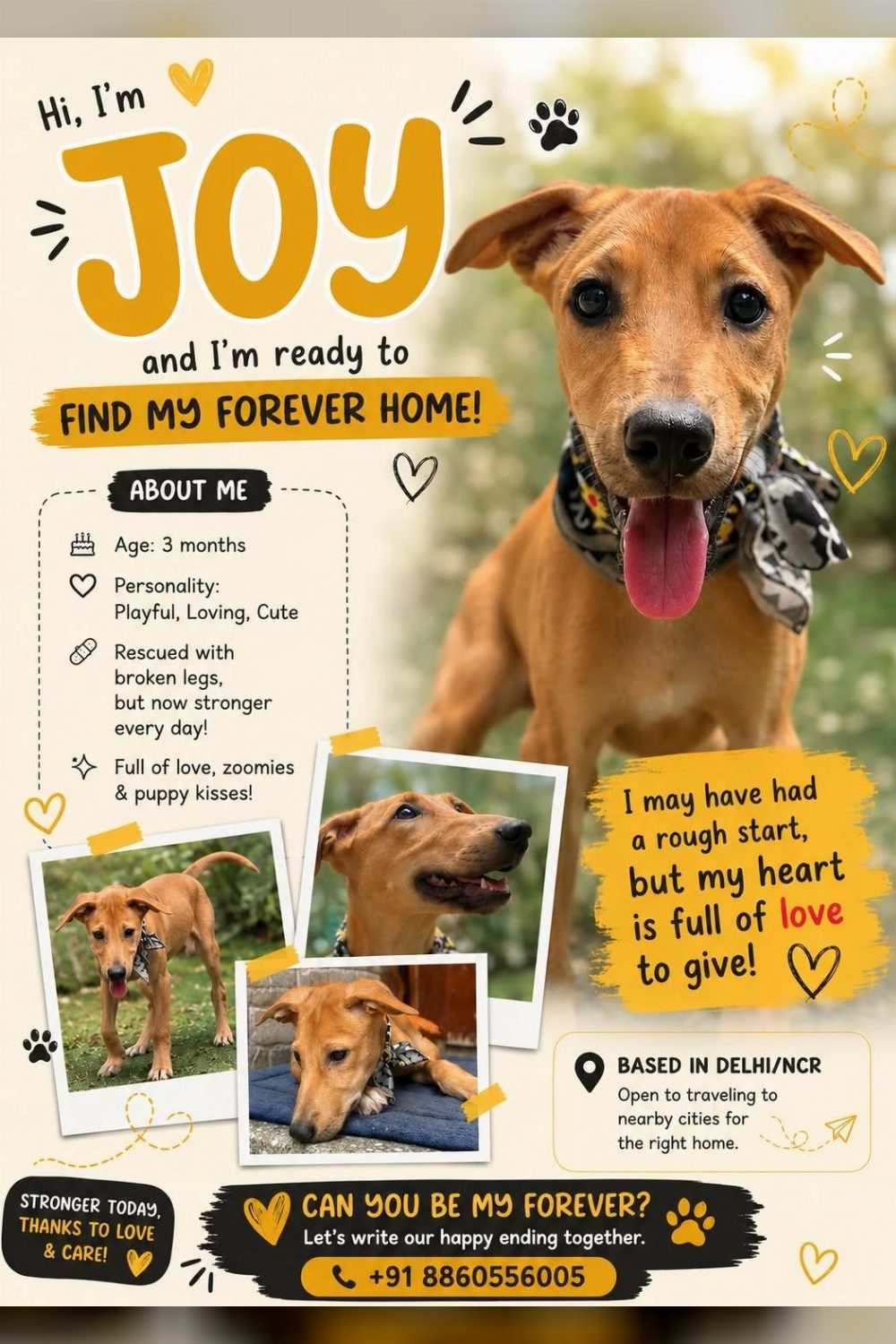 Joy was rescued with broken legs and is stronger every day — Delhi NCR