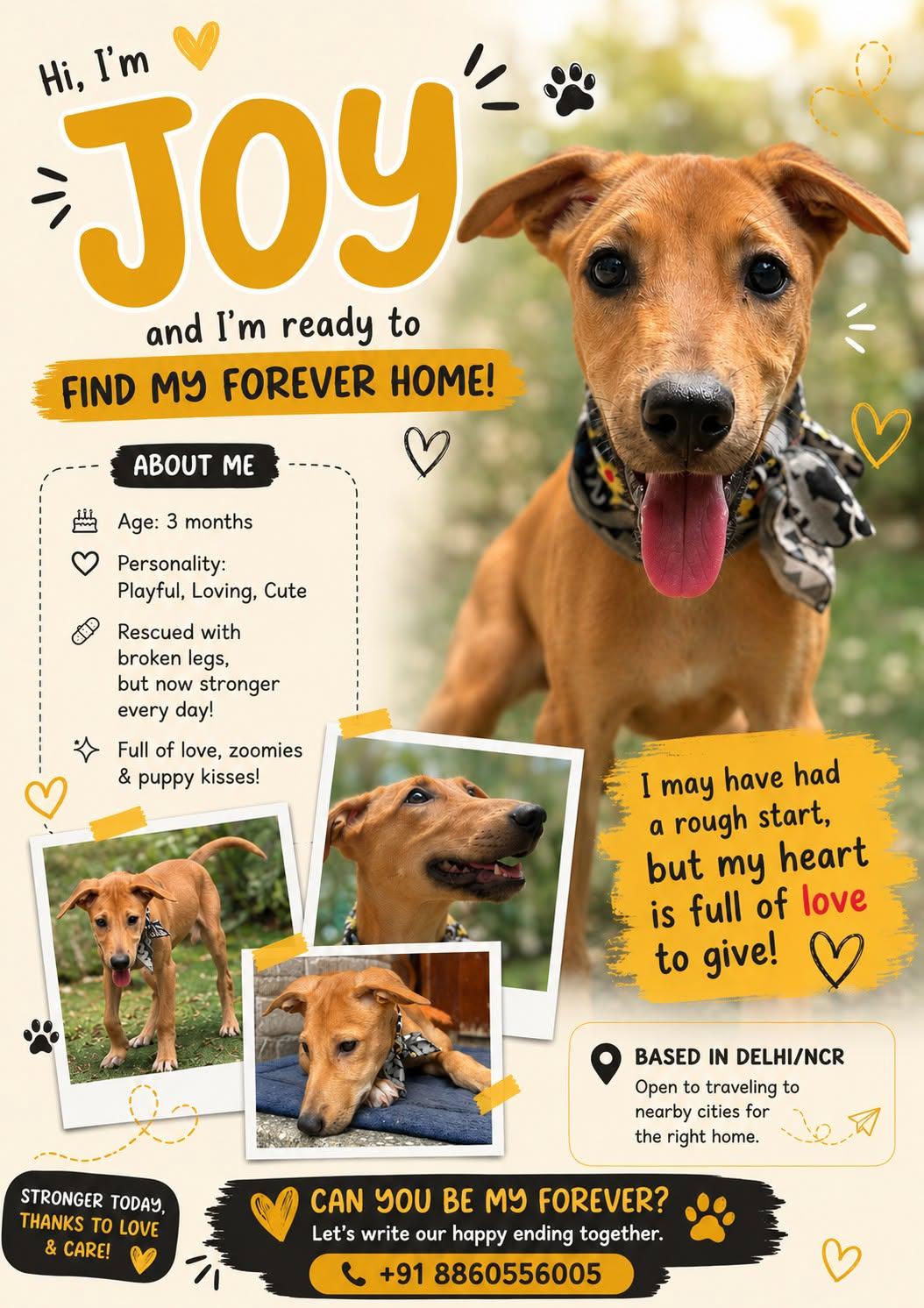 Joy was rescued with broken legs and is stronger every day — Delhi NCR