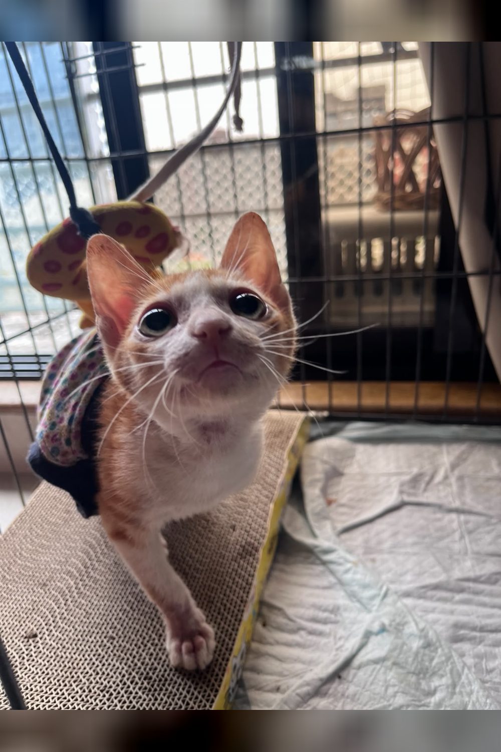 Baby Cat ‘Soon’ is looking for a loving home — Mumbai