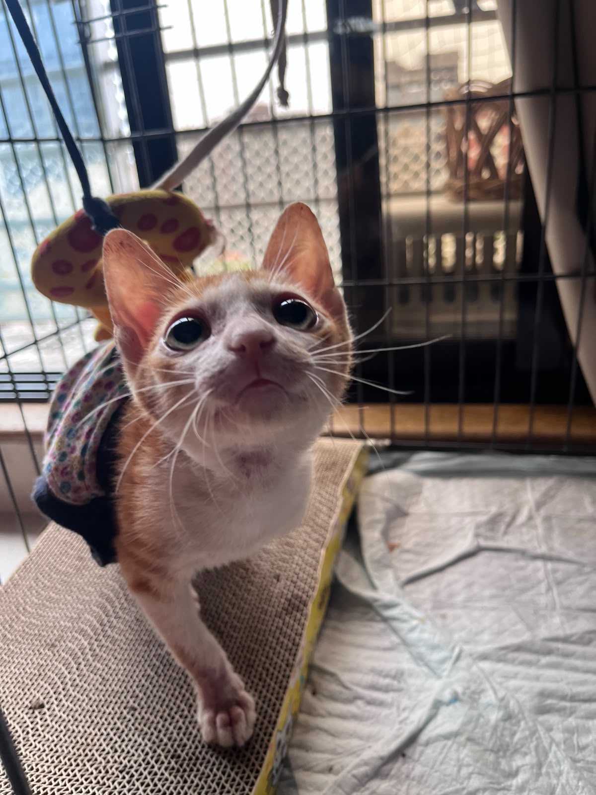 Baby Cat ‘Soon’ is looking for a loving home — Mumbai