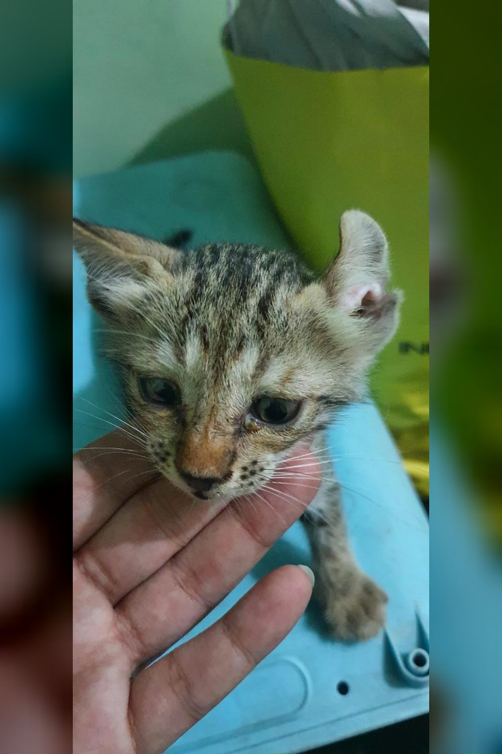Friendly stray female cat needs a home — Delhi NCR