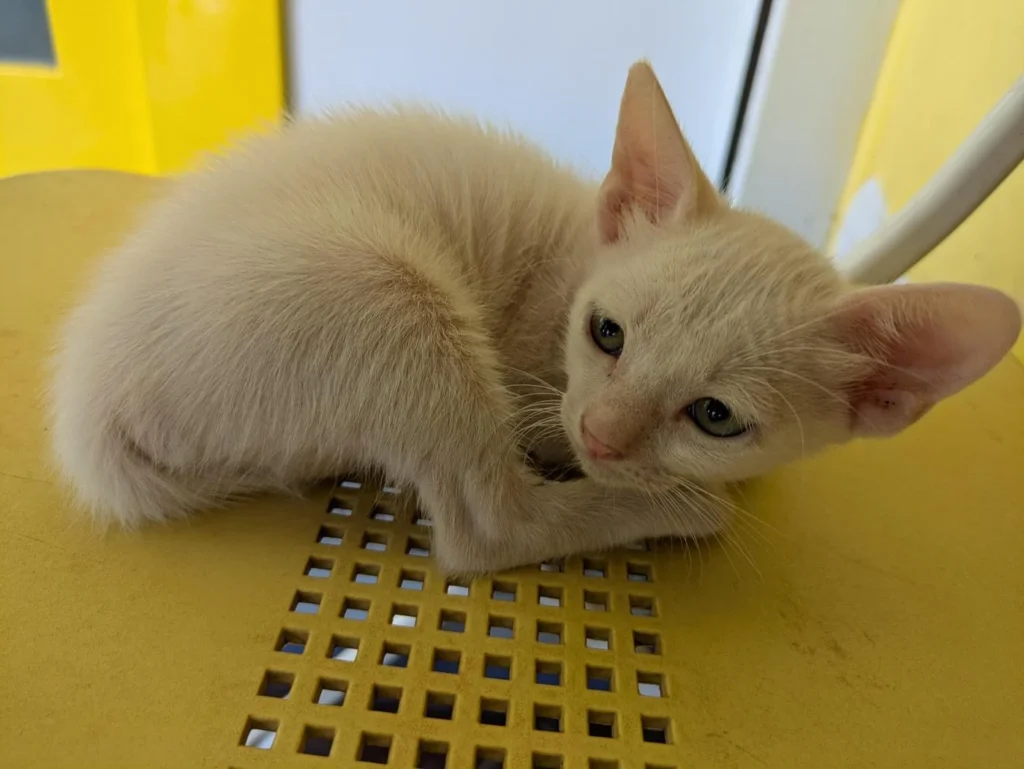 It's been 2 weeks, and these 5 kittens are still waiting for a family - kitten for adoption in Navi Mumbai