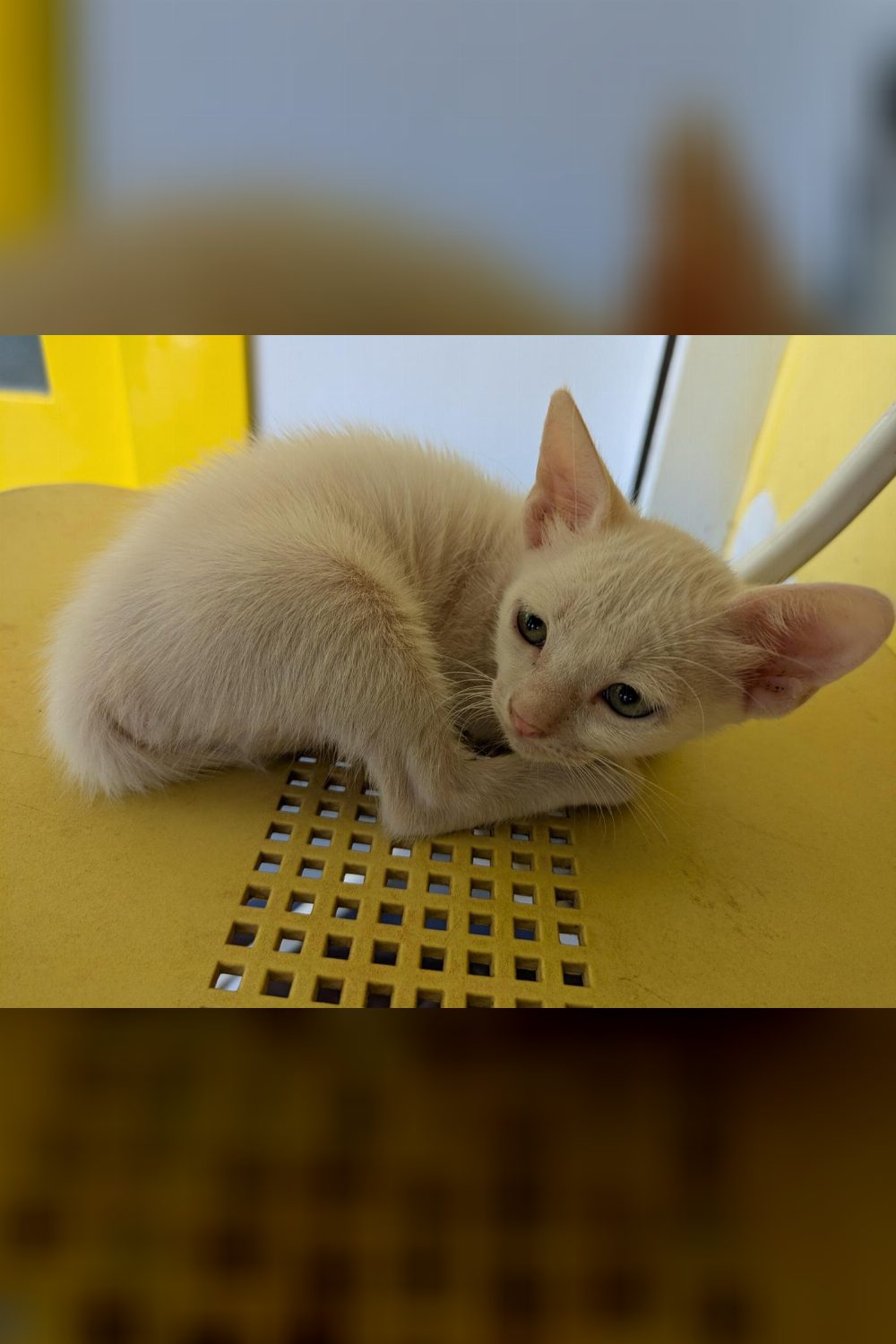 Five vaccinated kittens in Vashi still need a home — Navi Mumbai