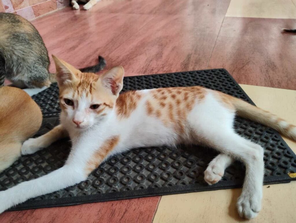 Urgent adoption request - pet in Hyderabad
