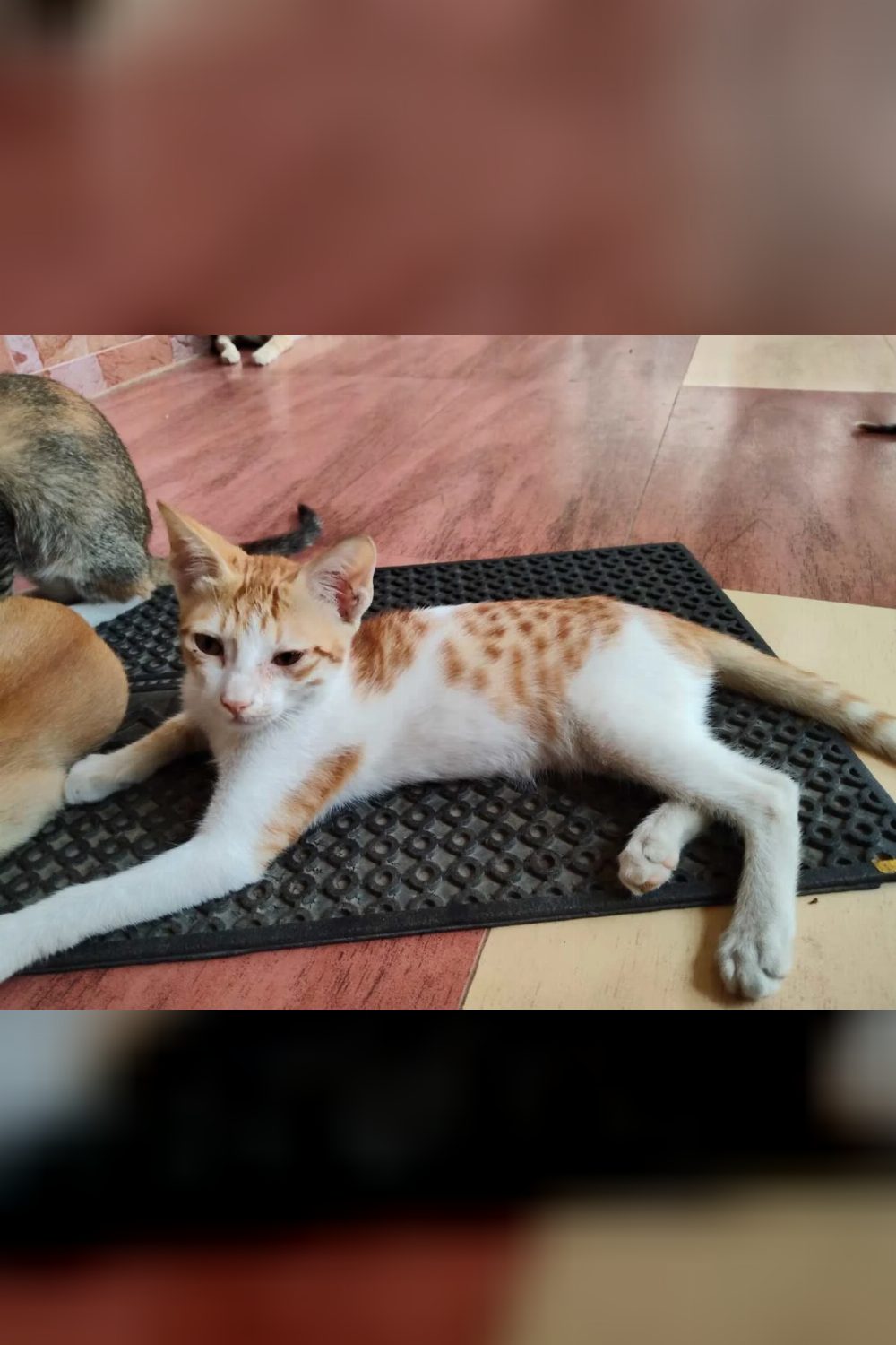 Urgent adoption request — Hyderabad