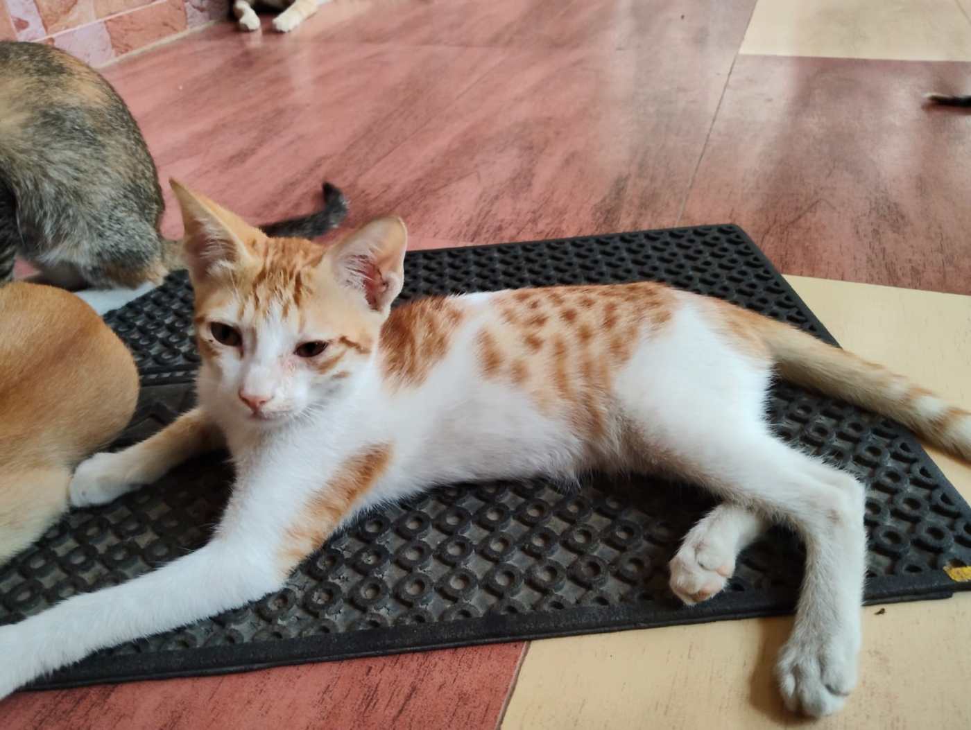 Urgent adoption request — Hyderabad