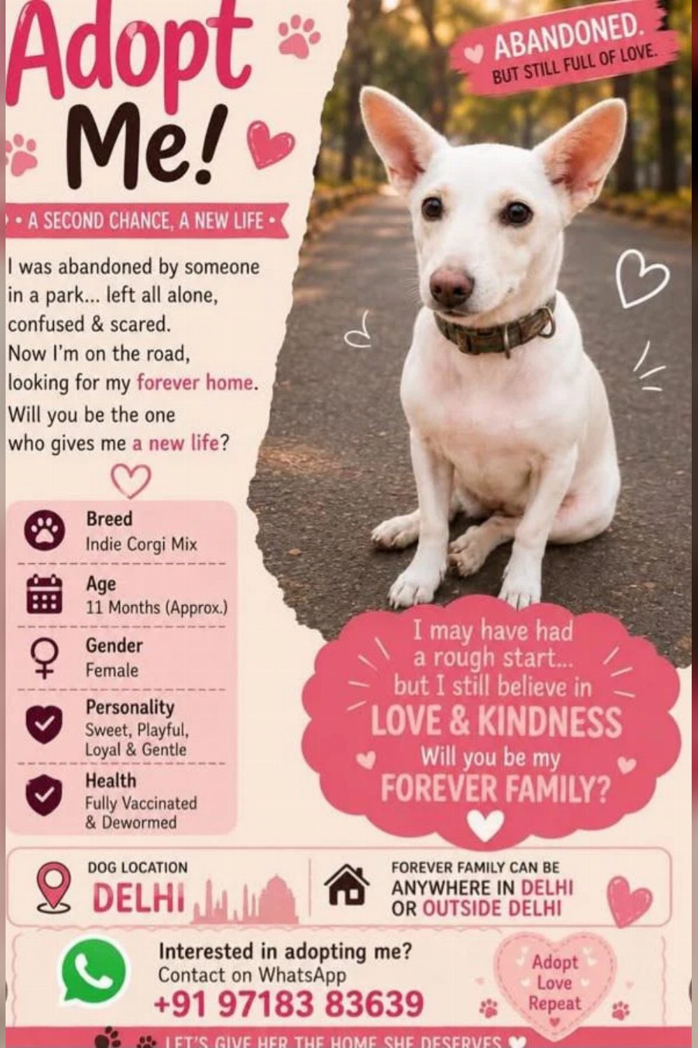 Adopt Me — Indie Corgi Mix, ~11 months — Delhi NCR