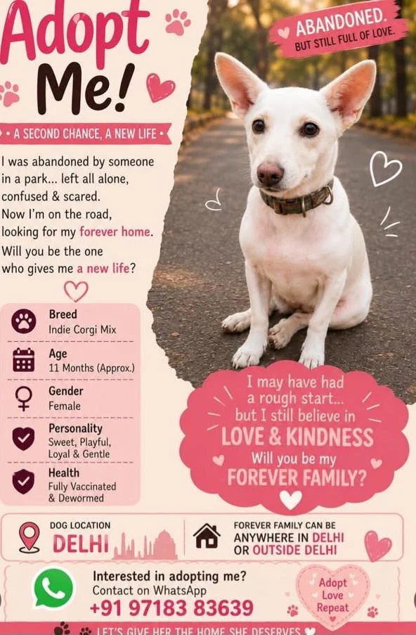 Indie Corgi Mix, a young female dog, for adoption in Delhi