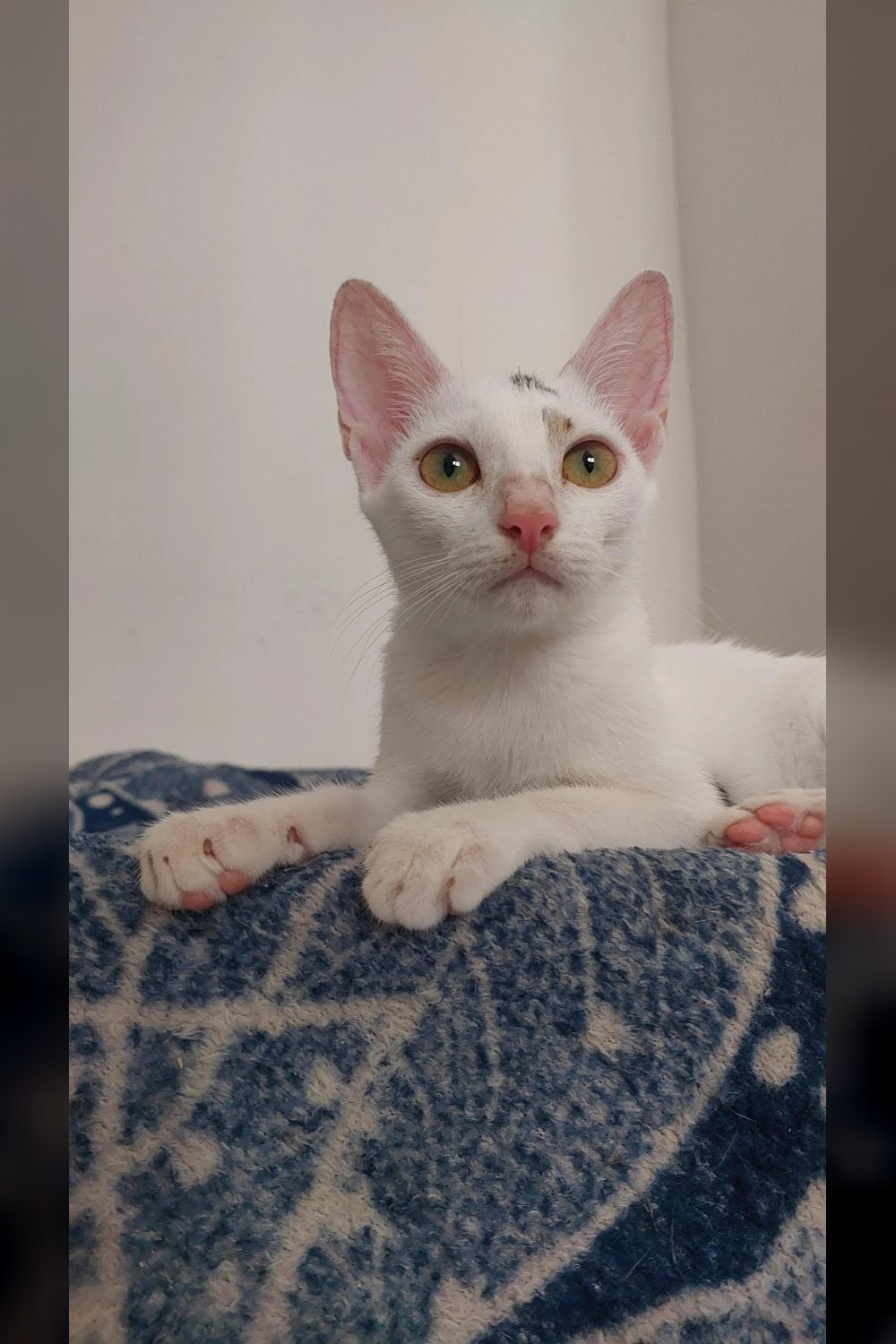 Beautiful girls, still looking for adoption β Thane