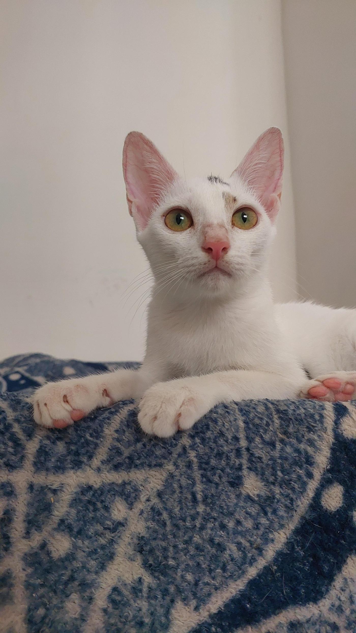 Beautiful girls, still looking for adoption — Thane