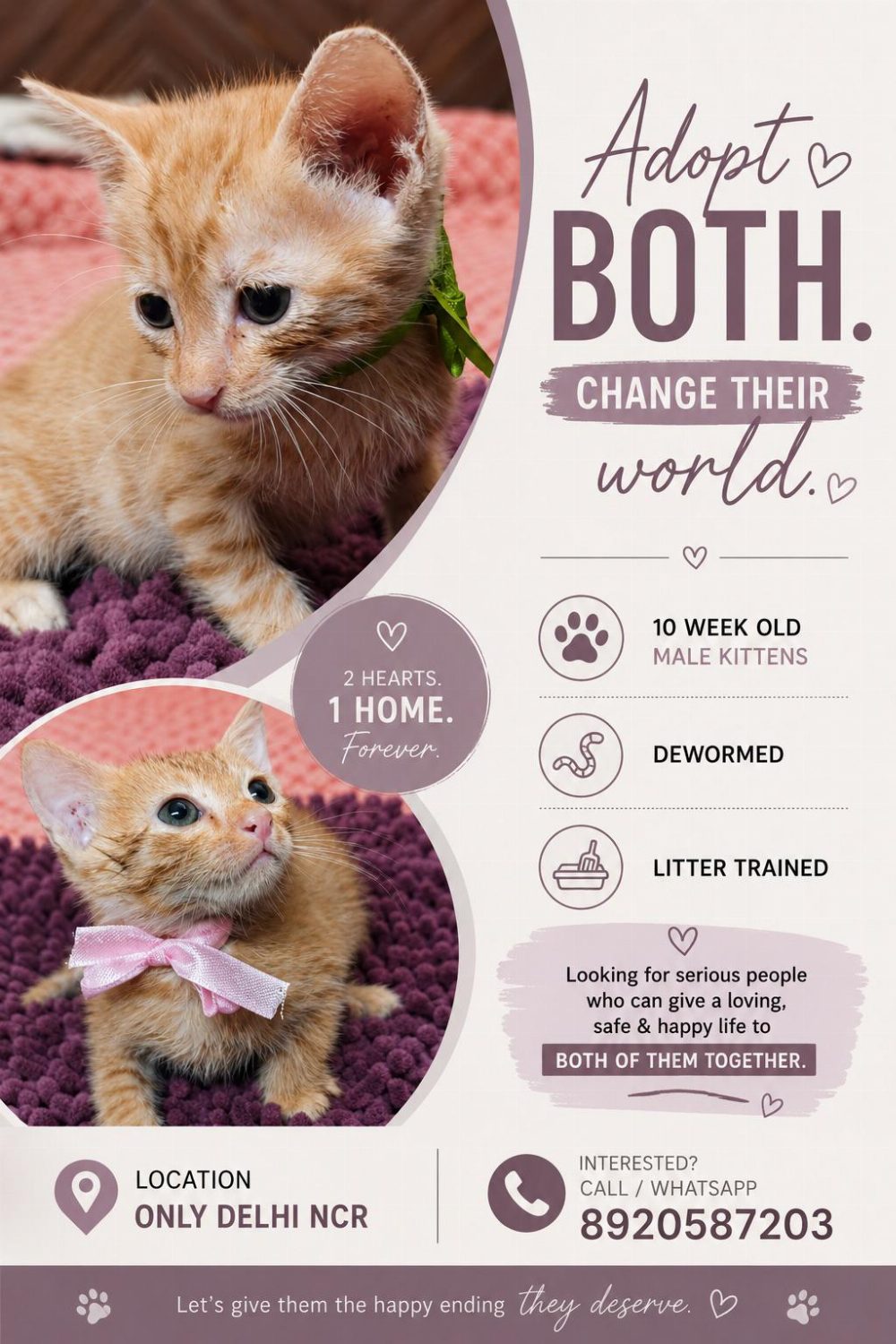 Delhi NCR — kittens up for adoption