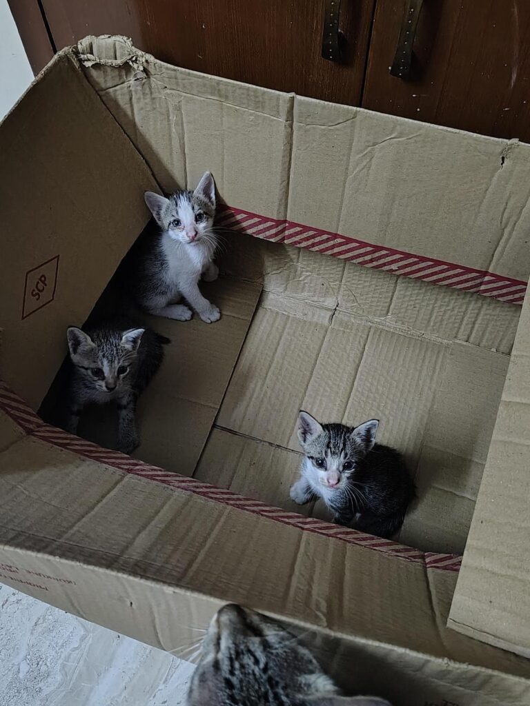 Rescued pets needing an urgent foster home in Dwarka, Delhi