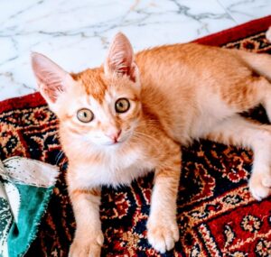 Adopt a super energetic 1.5-month-old kitten