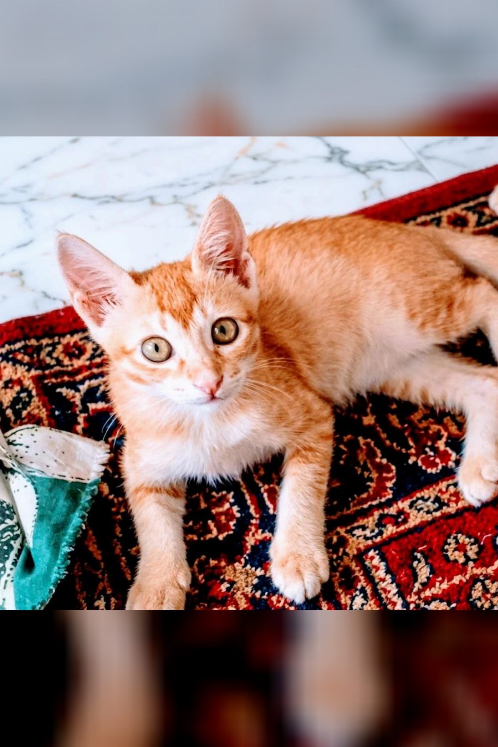 Adopt a super energetic 1.5-month-old kitten — Hyderabad