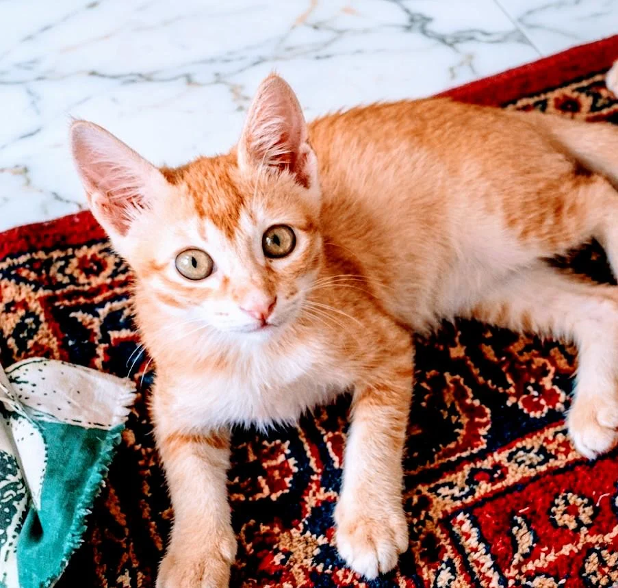 Adoption for Super energetic 1.5 months old female kitty by Month... - pet in Hyderabad