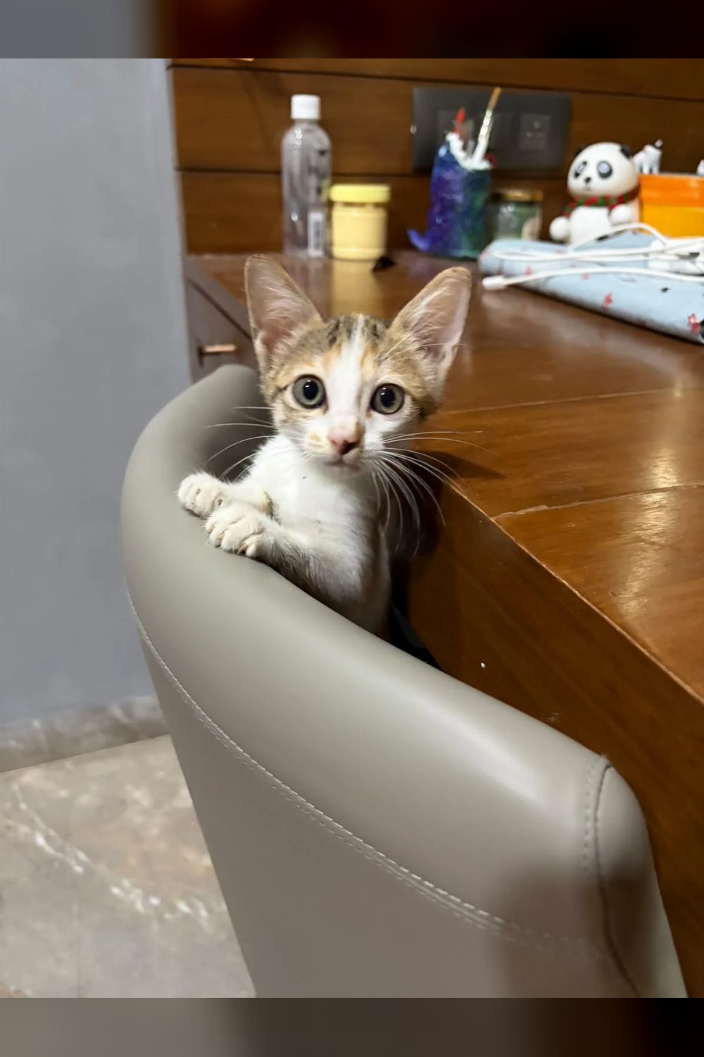 Luna, a Playful Kitten Looking for a Home — Delhi NCR