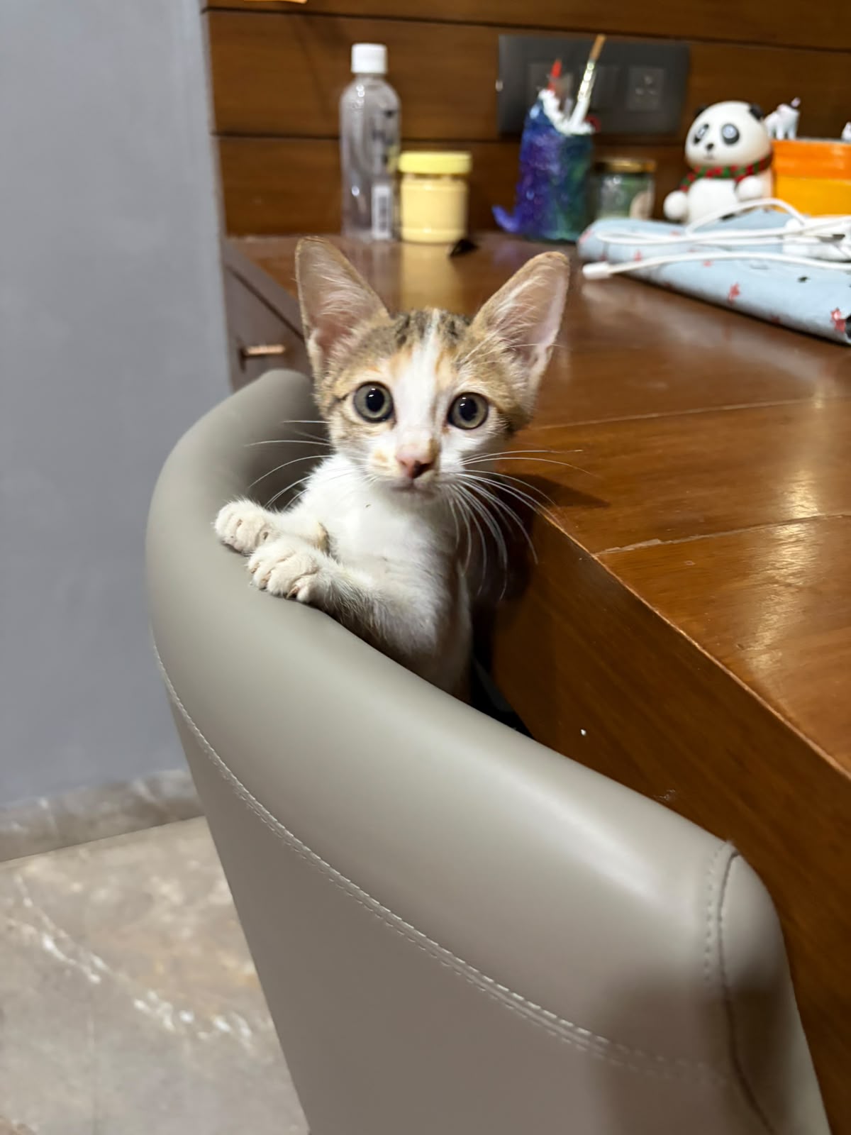 Luna, a Playful Kitten Looking for a Home — Delhi NCR