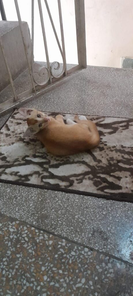 2 month old, Orange kitten, open for adoption! Delhi NCR - kitten in Delhi NCR