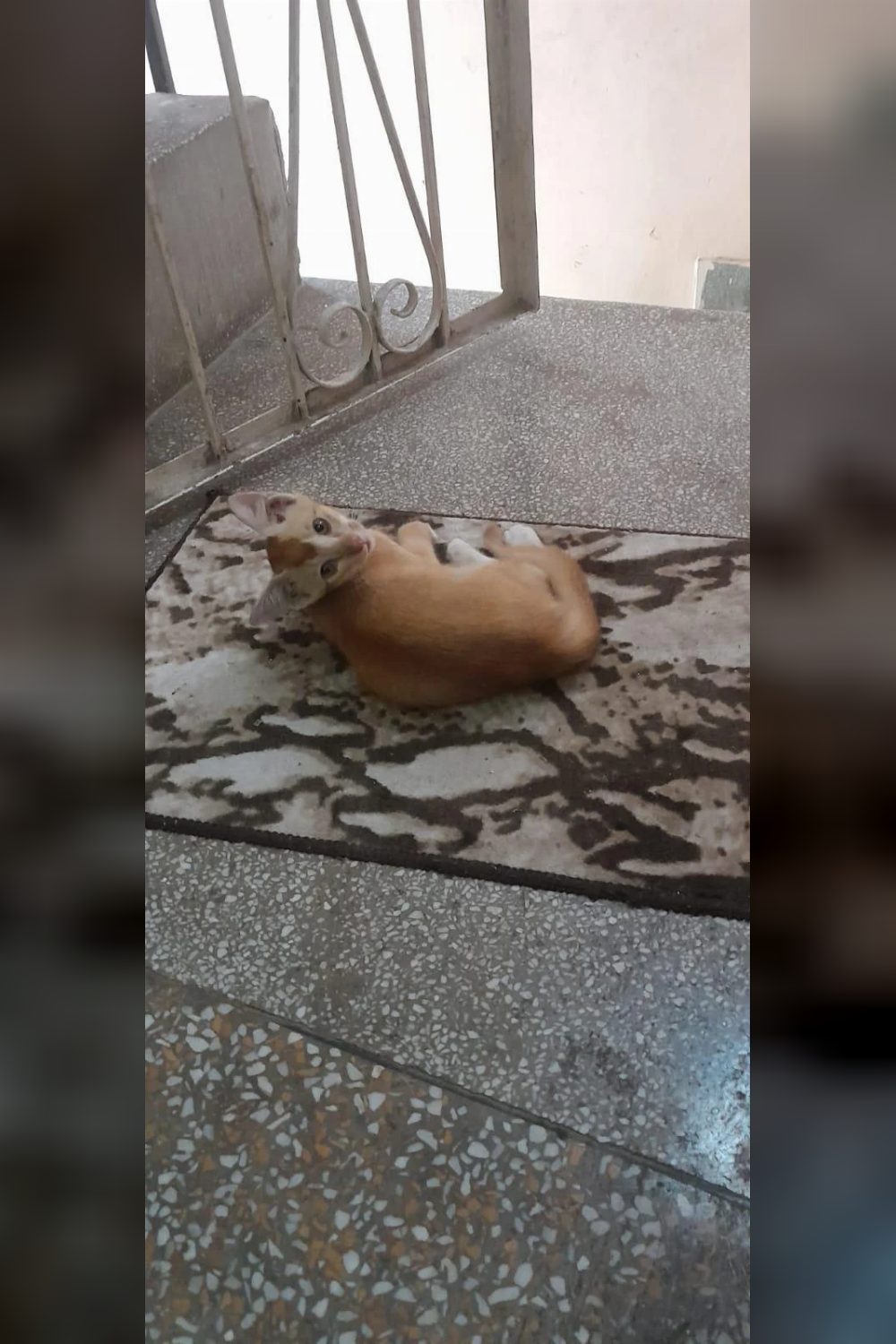 2 month old, Orange kitten, open for adoption! Delhi NCR