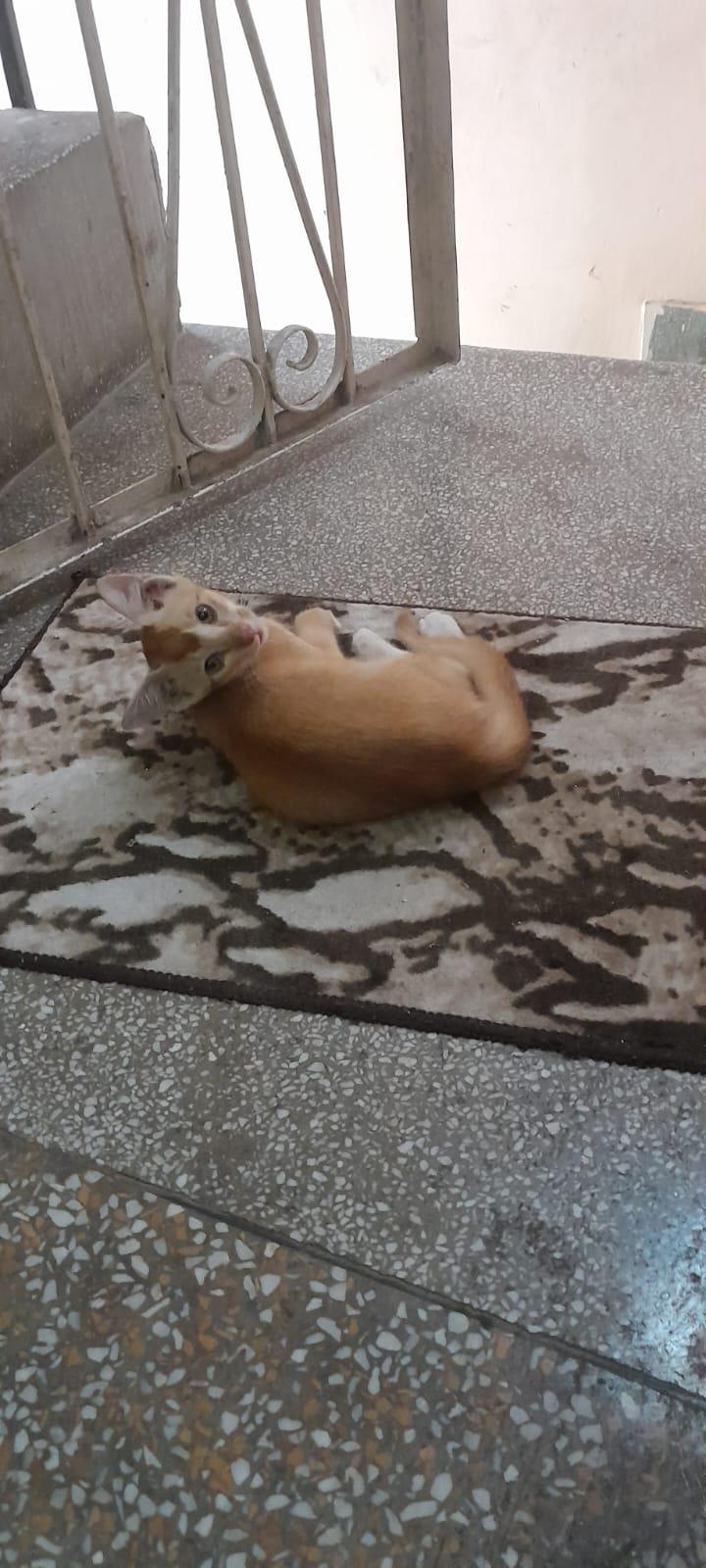 2 month old, Orange kitten, open for adoption! Delhi NCR
