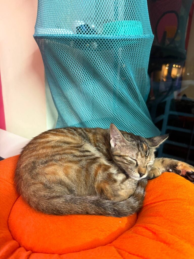 Adoption appeal for Begum - pet in Delhi NCR (listing 96718)