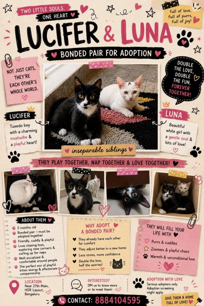 Two kittens up for adoption - kitten in Bengaluru