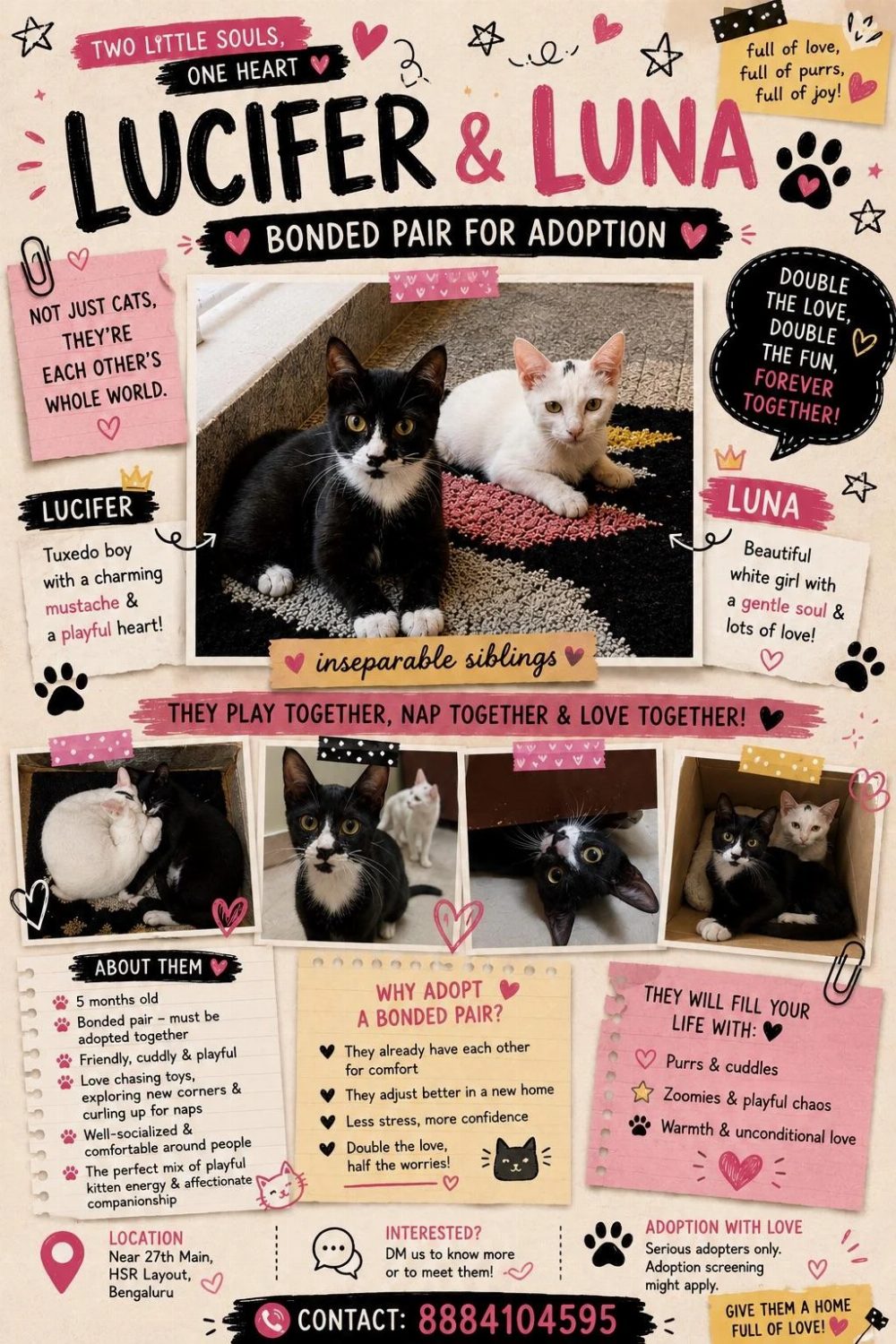 Adopt Lucifer and Luna, bonded sibling kittens — Bengaluru