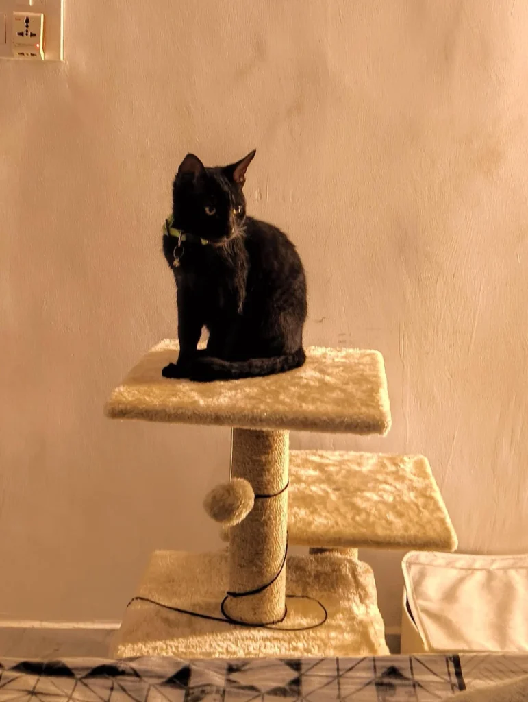 Giveaway - pet for adoption in Delhi NCR