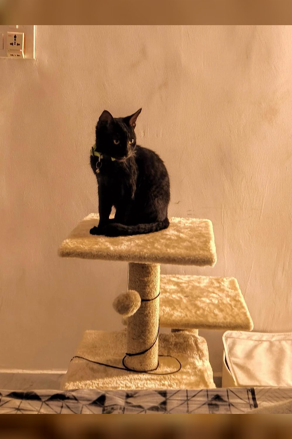Giveaway, a cat for adoption — Delhi NCR