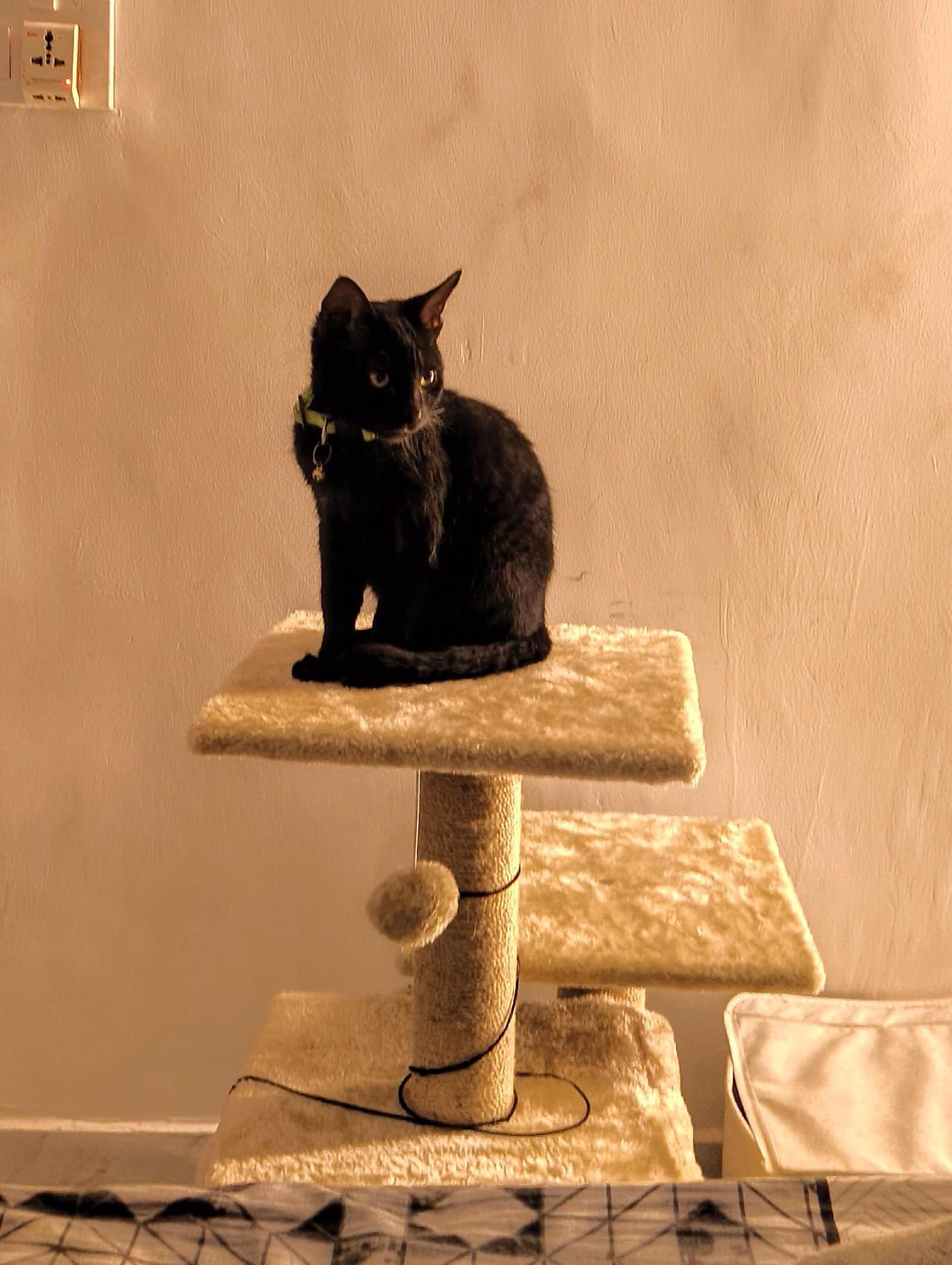Giveaway, a cat for adoption — Delhi NCR