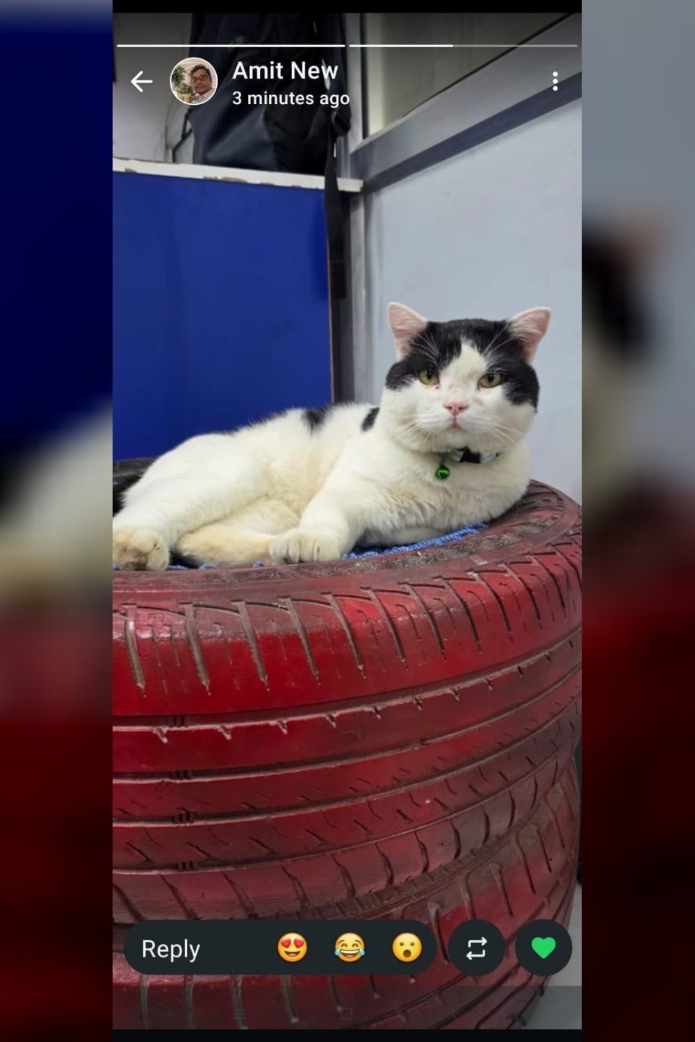 Save Laddu, a cat abandoned by the family who bought him — Delhi NCR